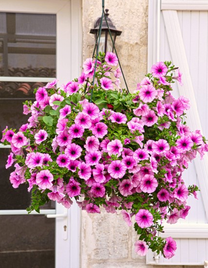 Петуния в подвесном кашпо – классический цветок для балконного озеленения